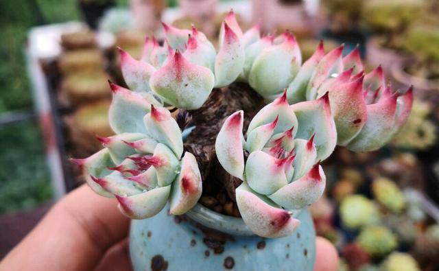 多肉怎么养才养得又肥又美丽 5d9607daa3624032a3624d046401e532.jpeg