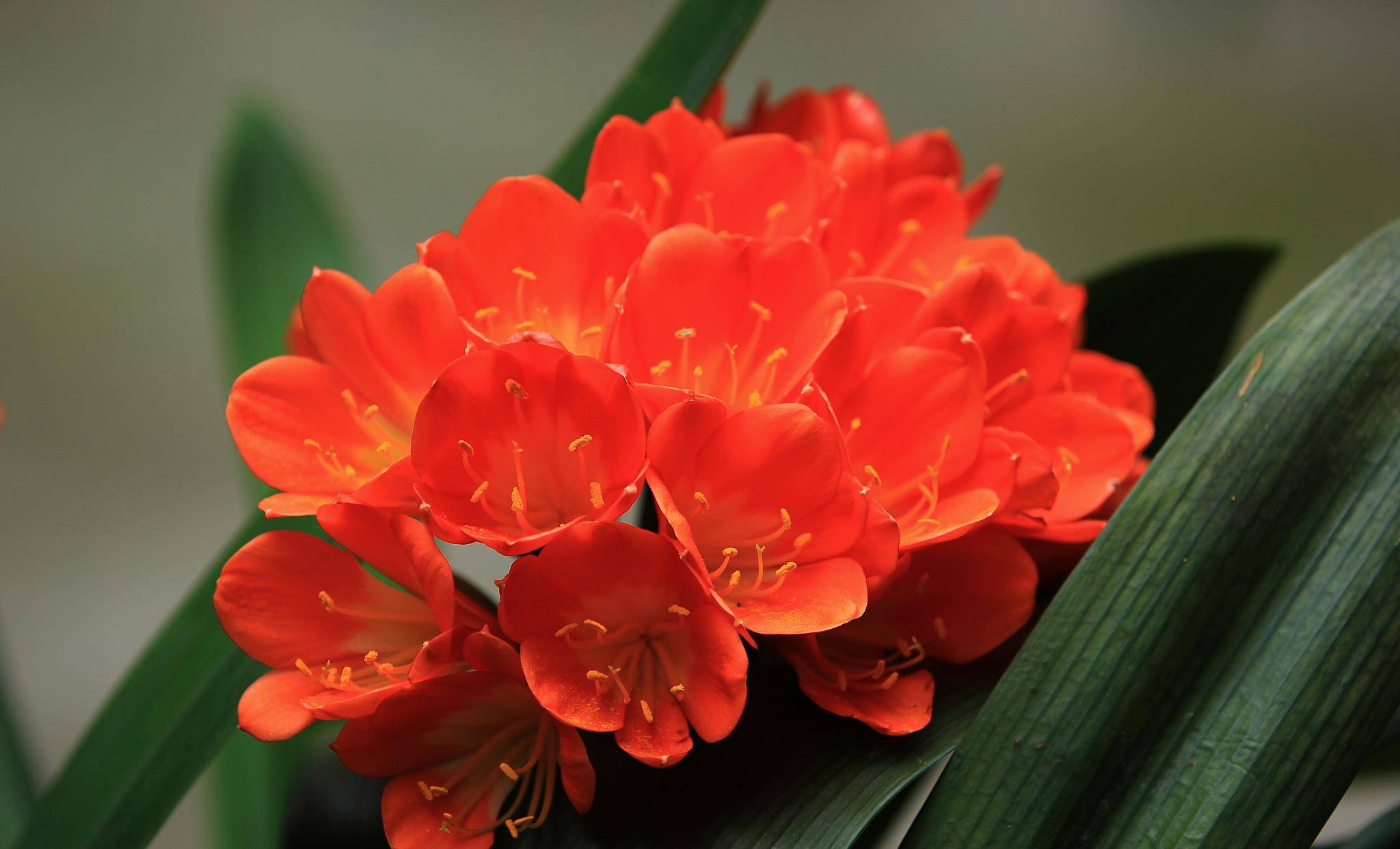 5月养君子兰 手脚勤快一些 夏天还能开一茬花 开花