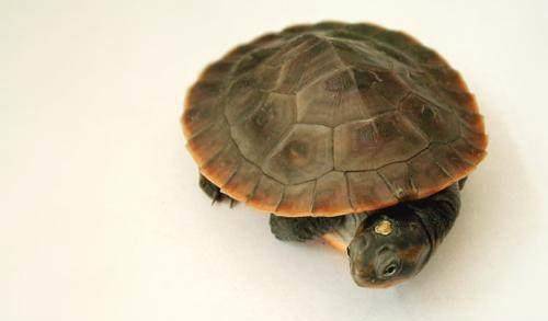 乌龟怎么吃才营养 30ad5f217d474feea1282fe4a92230f4.jpeg