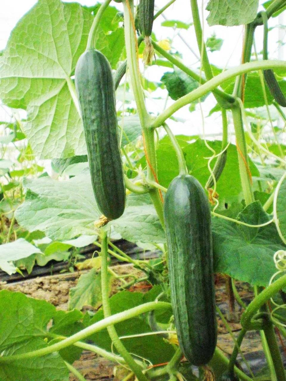 端午节还能这么玩一号农场与粽不同的仪式感快来get