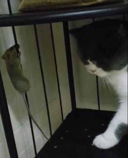怎么防止猫咪爬阳台栏杆 e2f93ceb06c645c89e8ae4e21a17d8ba.jpeg