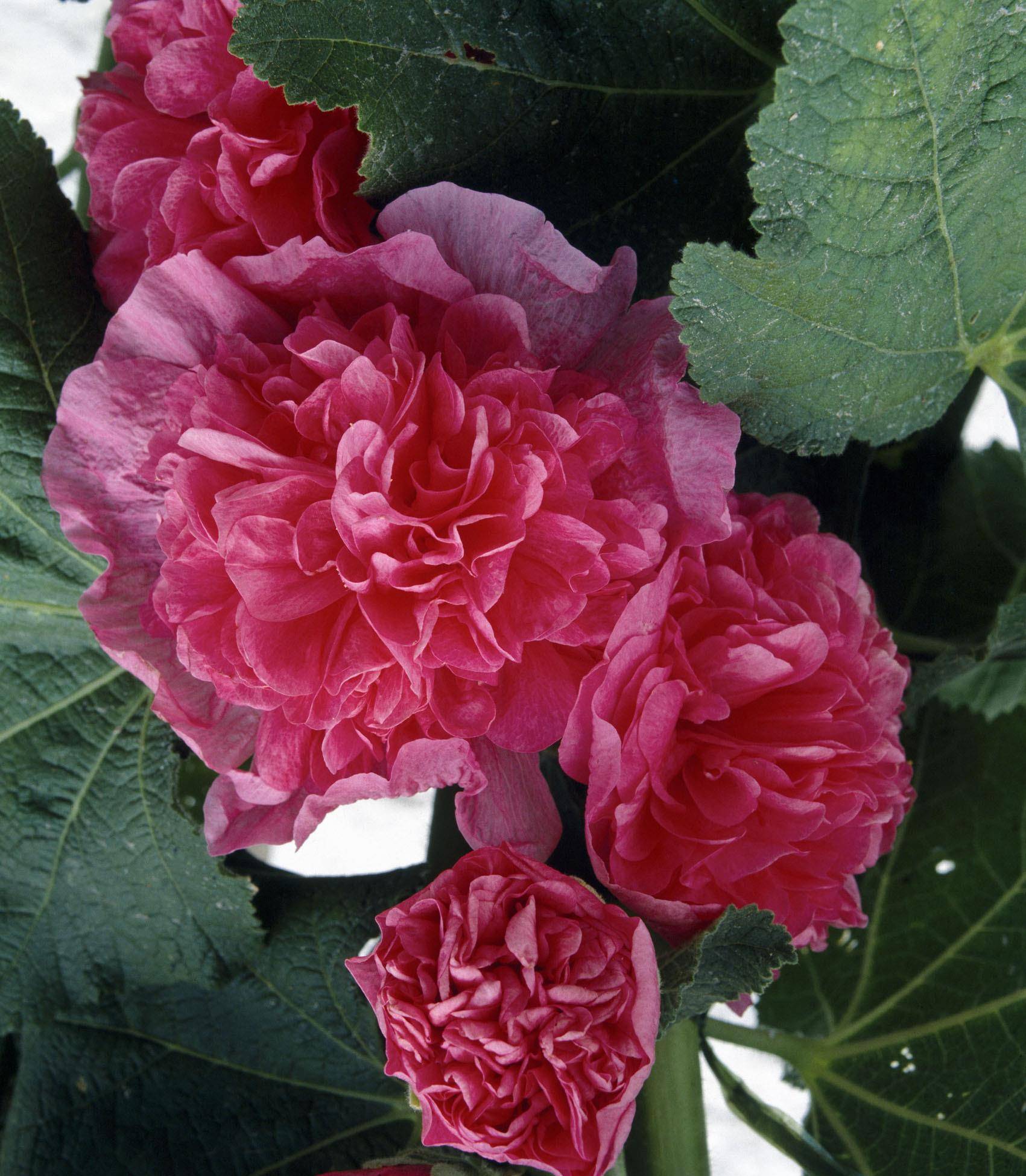 不管哪种重瓣蜀葵,都好养花量大,很少生病虫害.