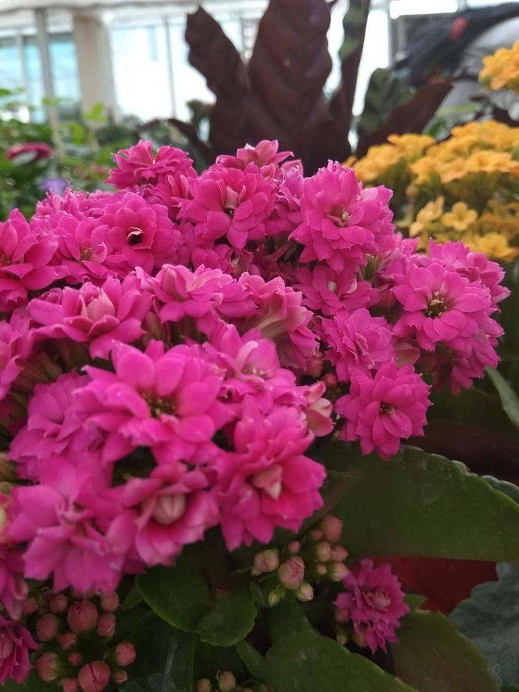 哪些花是在秋天开花的 1b37152ec9cc448993823c17f6e372cc.jpeg