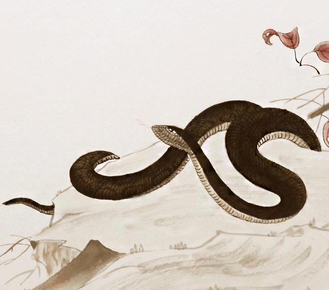 属蛇人的运势分析 4f263cd5c2e542418d2711def1b45262.png