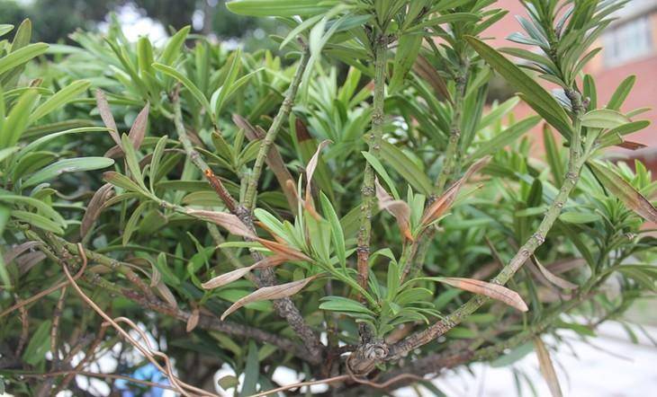 因为一句老话这种树成为院子中的香饽饽好看又吉祥