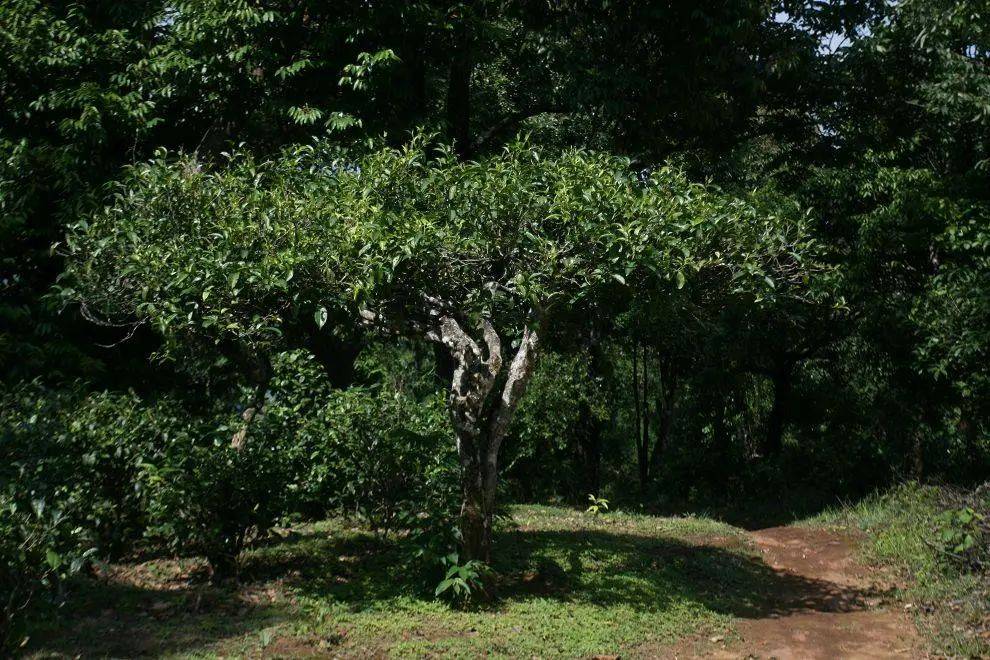 关于茶茶叶茶树的属性与特征记住了才会识茶知茶