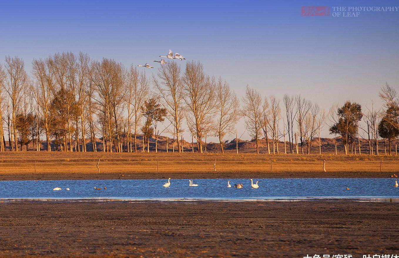 内蒙古正蓝旗洪图淖尔, 中国最美的天鹅湖, 却发生令人发指的事件-搜狐大视野-搜狐新闻