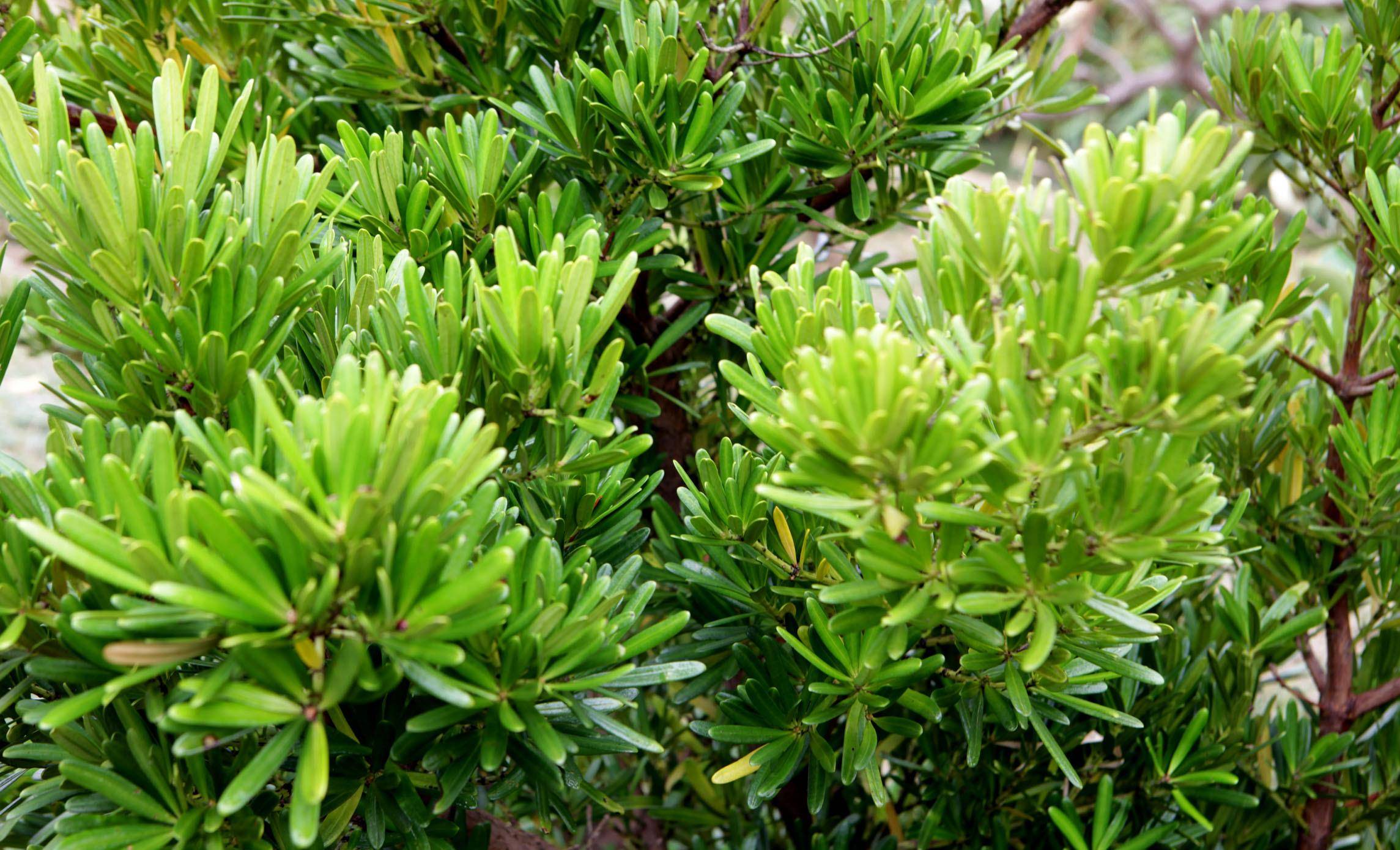 因为一句老话这种树成为院子中的香饽饽好看又吉祥