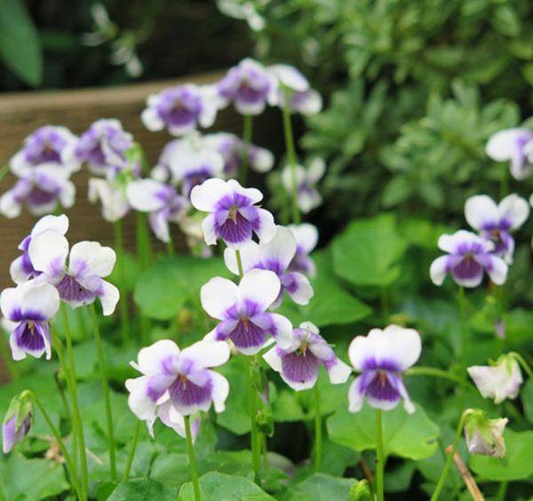 就能开花。熊猫堇花期长，在树荫下开出淡紫色的小花，也是极其美丽的。