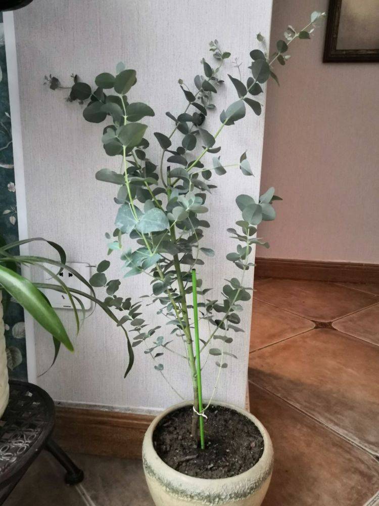 冬天花草难养不如栽棵树 半年窜到屋顶高 叶片圆圆美得像假花 养护 冬天花草难养不如栽棵树 半年窜到屋顶高 叶片圆圆美得像假花 养护