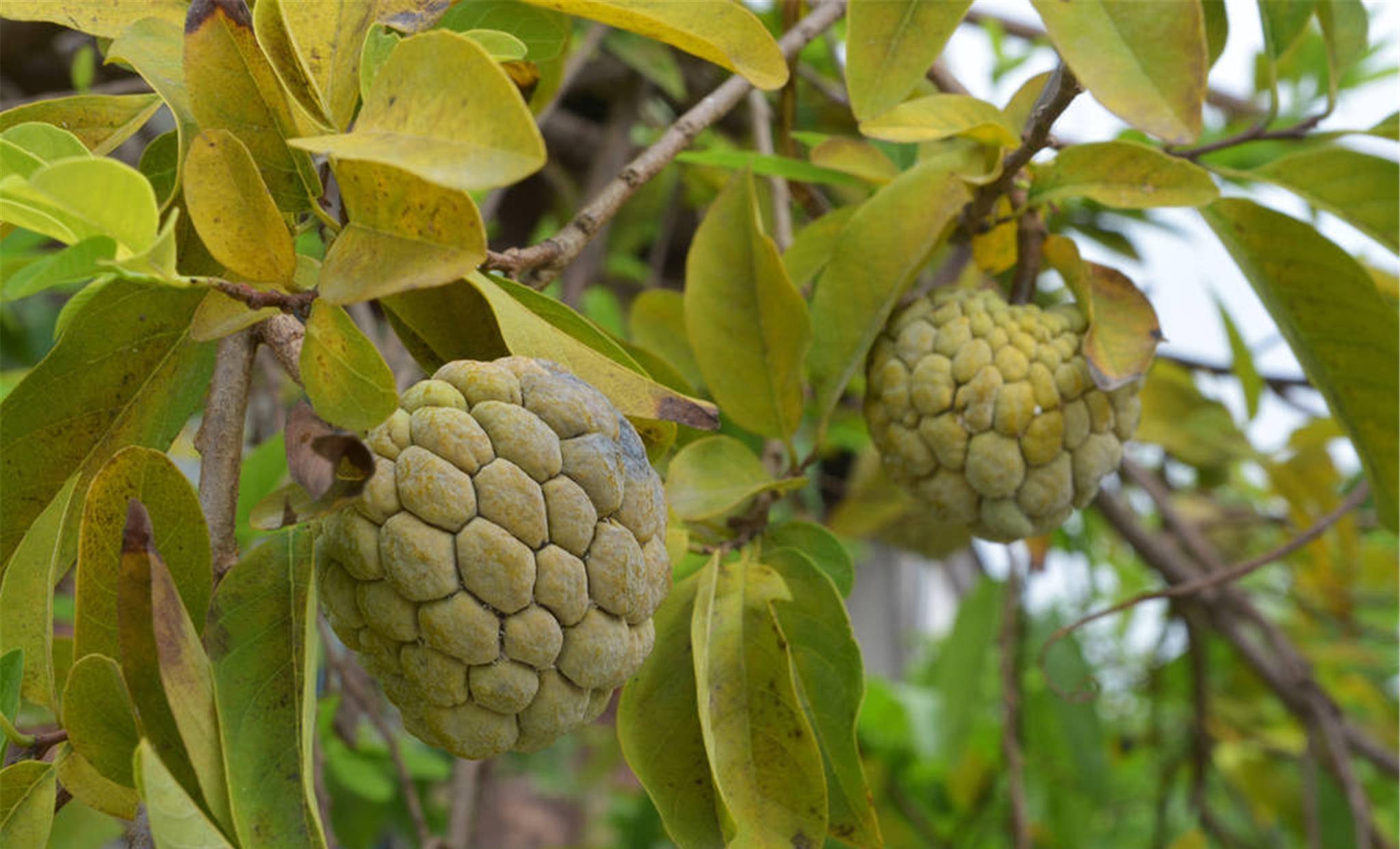 有院子就种棵佛陀果,挂果时很漂亮,味道比荔枝还甜