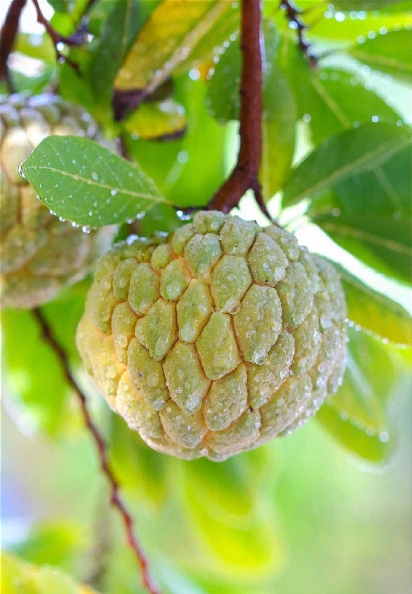 有院子就种棵佛陀果,挂果时很漂亮,味道比荔枝还甜