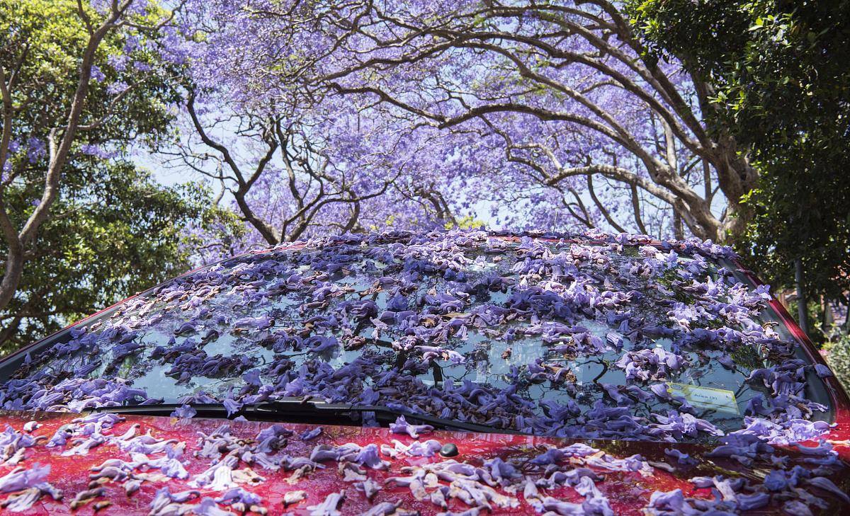 火爆全国的网红花吸引数十万人打卡美得有些不像话