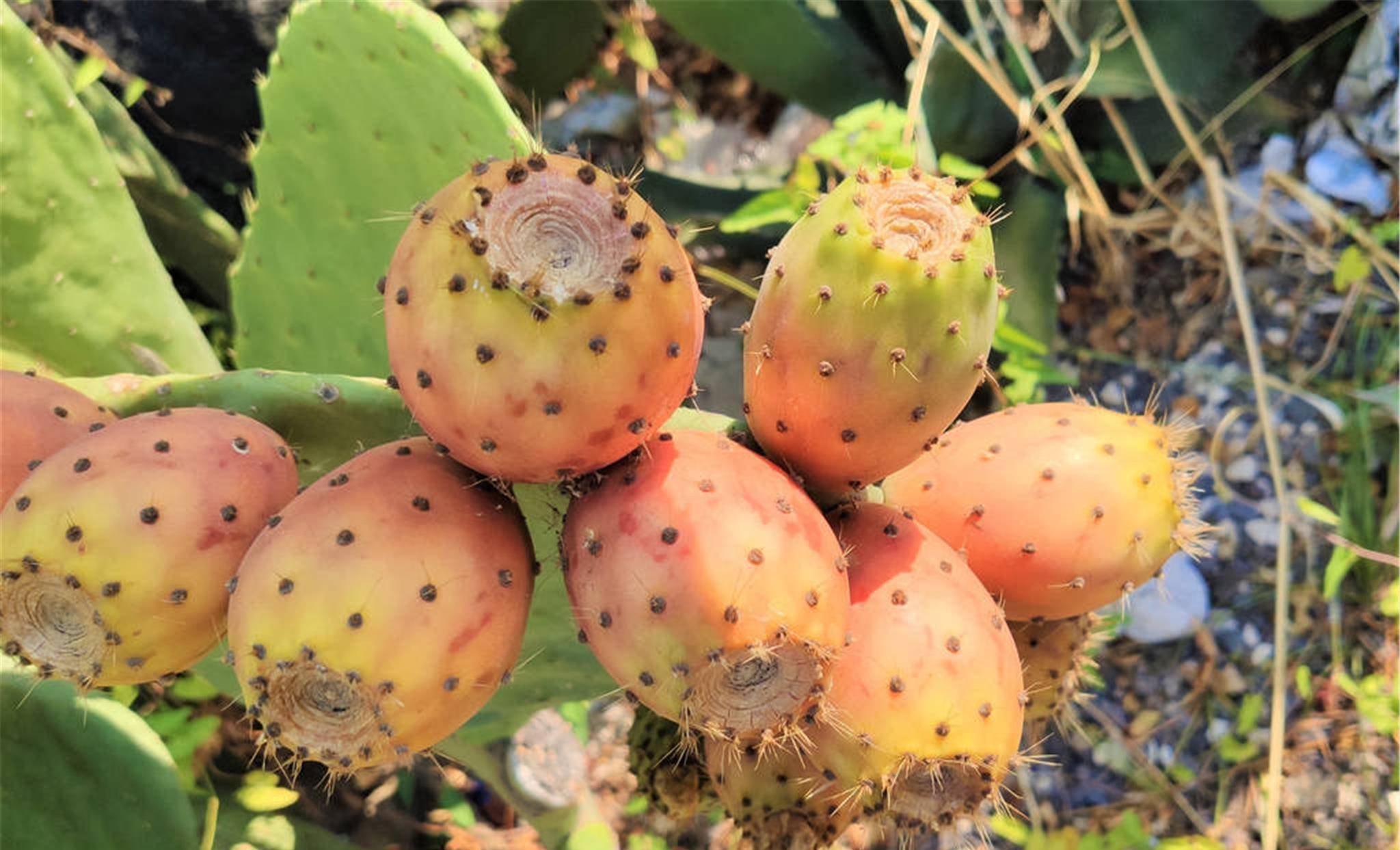 院子里种棵仙人树花开香气飘飘果熟收获满满