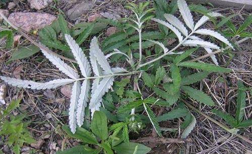 民间常见的翻白草被农民称为救命神草治糖尿病有奇效