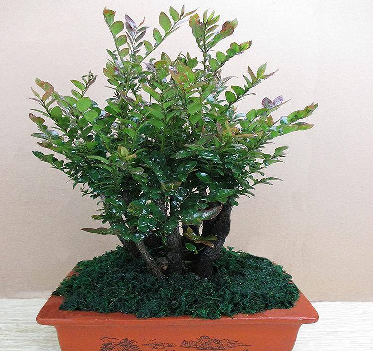 院子里有空地,就种棵名贵树,越大价值越高