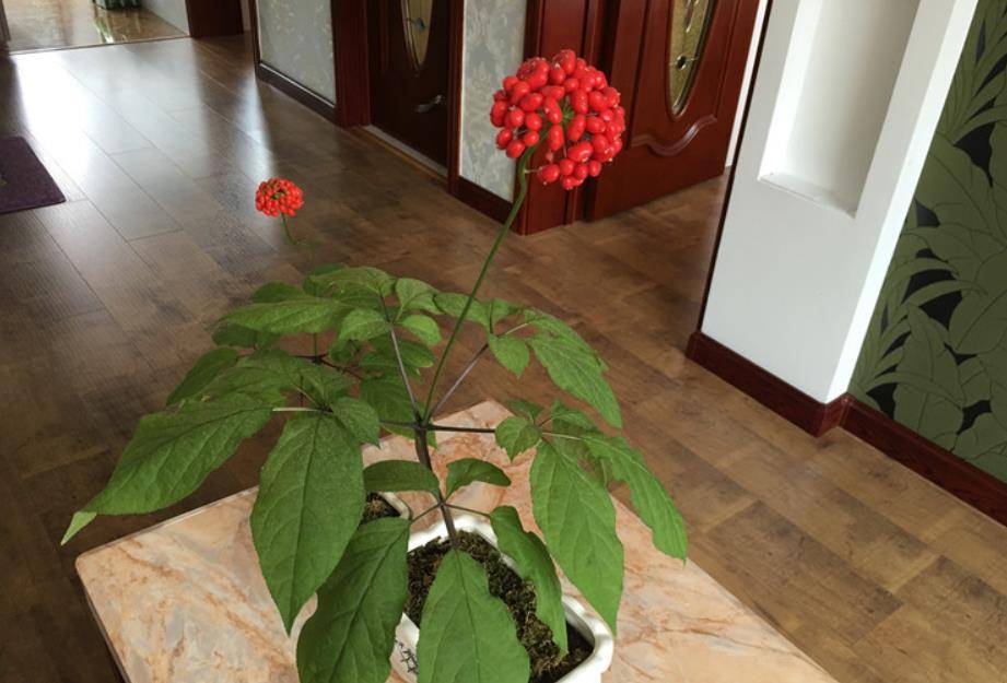 人参可以室内盆栽,掌握窍门栽培它,不仅可观叶,而且可观果