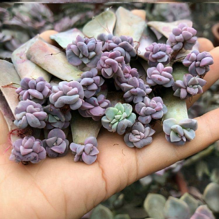 怎么种多肉的叶子容易爆盆 f612a03ae0d84407b7e5d7cafb29d0b2.jpeg