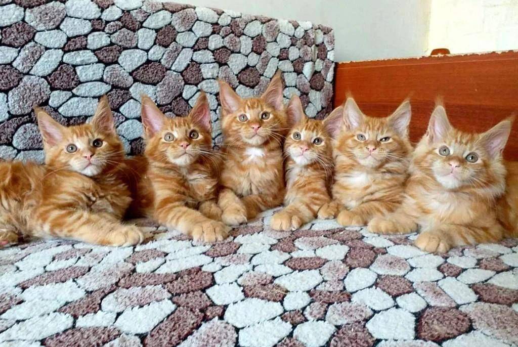 猫咪和老虎合照 03196aed82dd4670bef5d1e08c04c3c5.jpeg