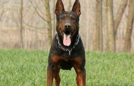 怎么看小狗的性格好坏 42784b6e488a41d9aedb31d40288d12e.jpeg