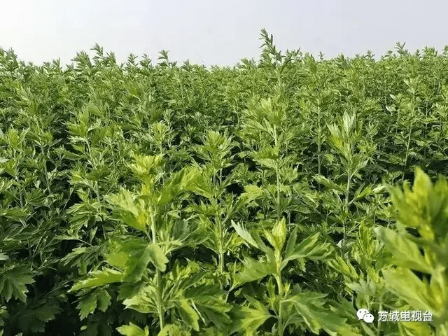 方城县举办首届"南阳艾"端午"品"艾节 启动艾草产业园建设