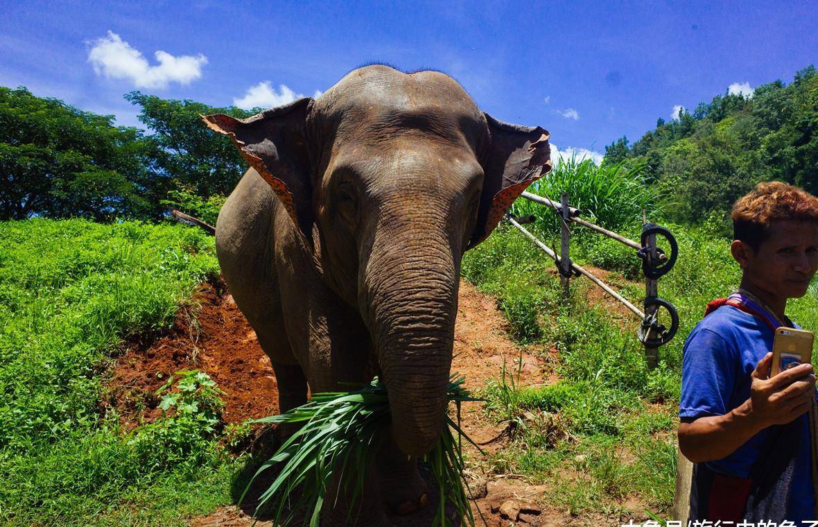 原创清迈大象保护营,体验饲养员的一天,与大象0距离接触