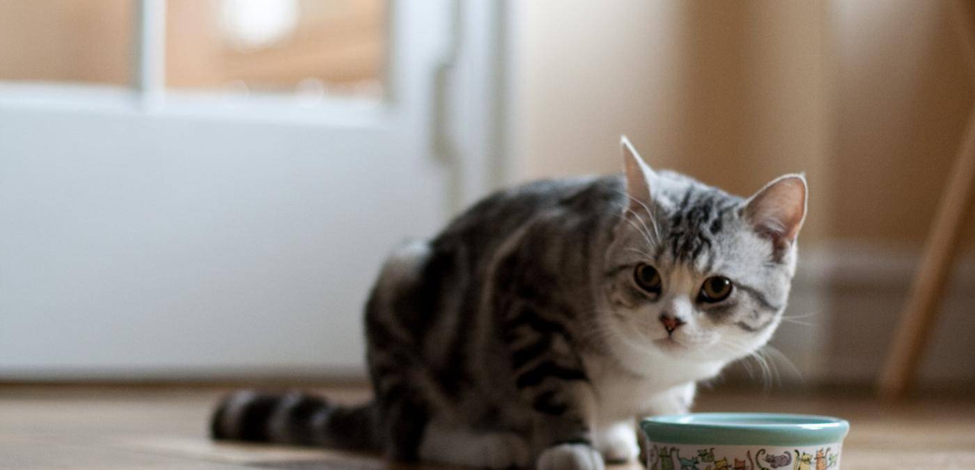 怎么判断猫咪吃撑了 猫吐了白色黏液或泡沫