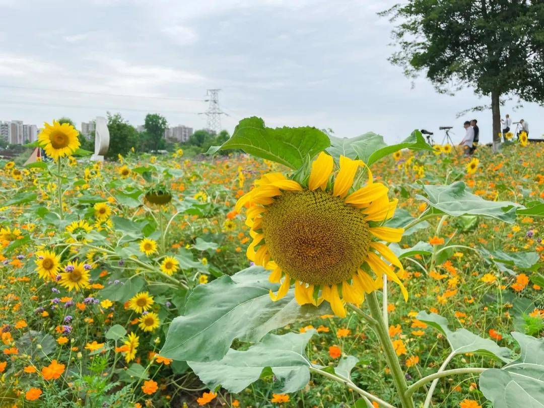 原创美翻成都这些地方的向日葵花海霸屏朋友圈冲鸭