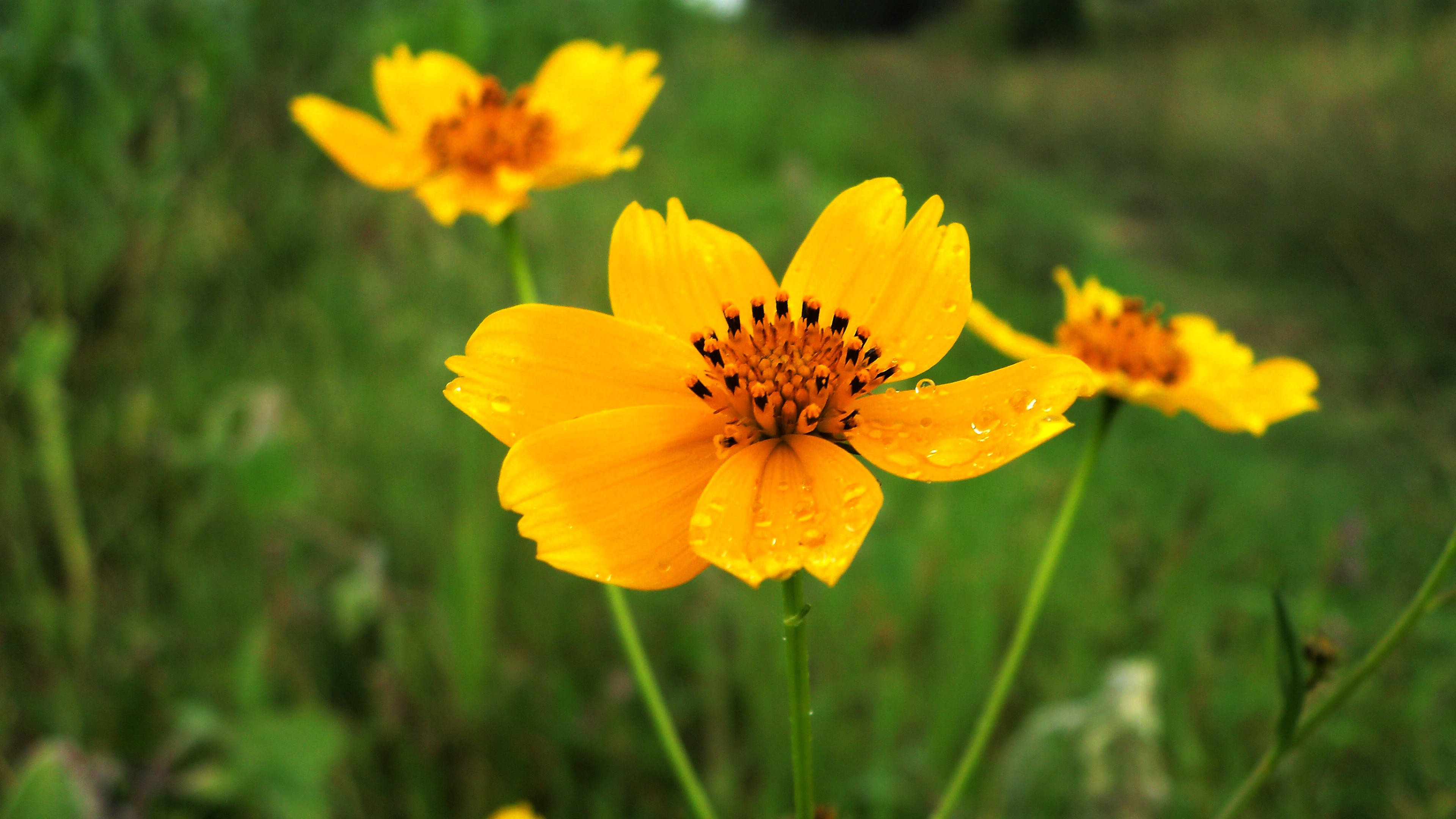 6月16日星座运势 重拾锐气 拔得头筹的四大星座 生活