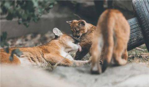 三月代表的动物 ec893d1a886045b98f338735695eb019.jpeg