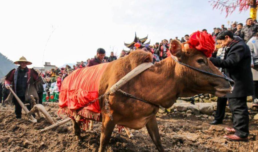 古语说"好男有毛不鞭春,好女有膘不看灯",古人此话有何用意?_耕牛