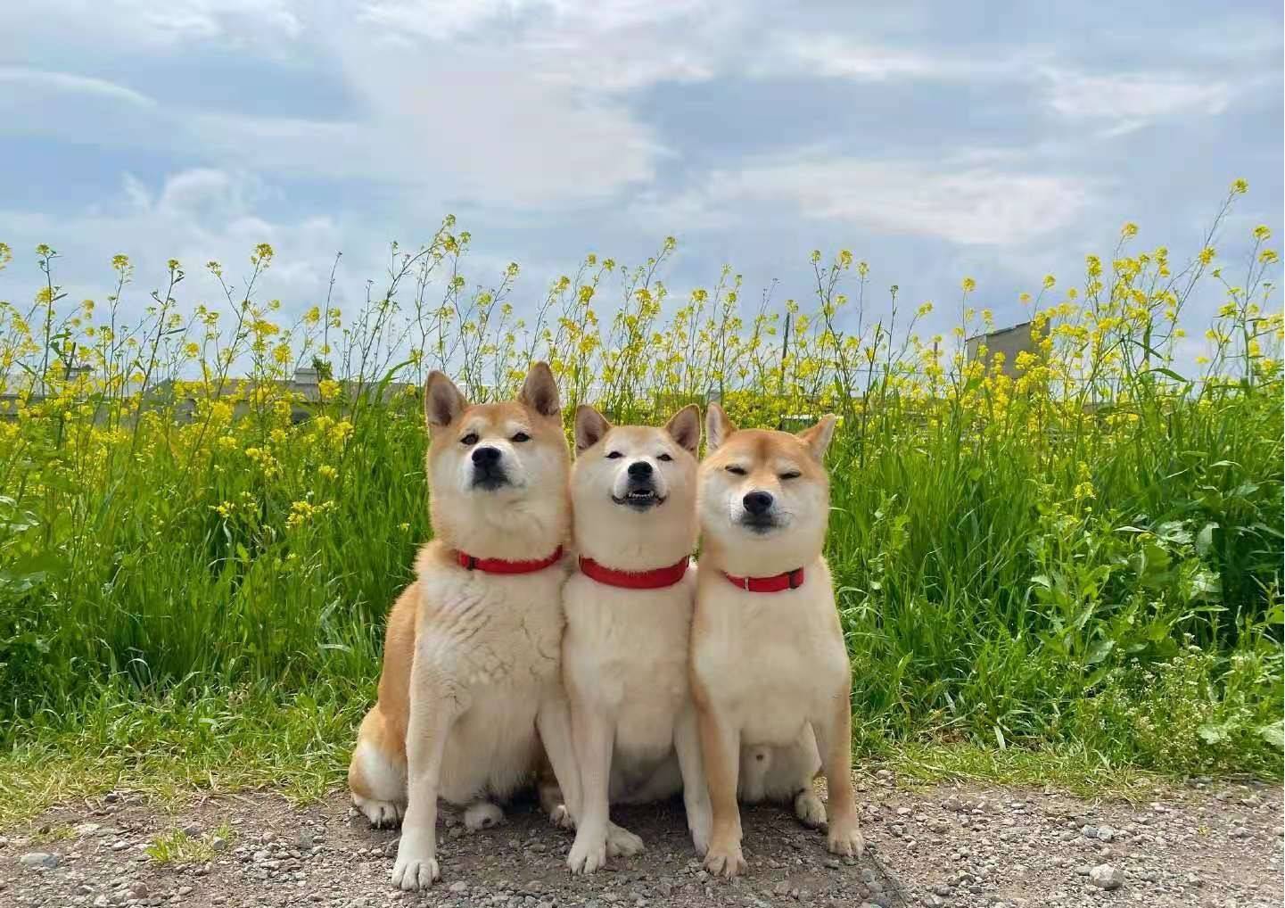 柴犬属于猎犬？关于柴犬你不知道的四个冷知识！_搜狐网