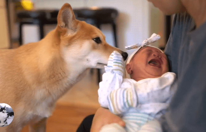 柴犬把小主人帶到2歲，女主又生了二胎，狗子都要累倒了啊 萌趣萌寵 第3张