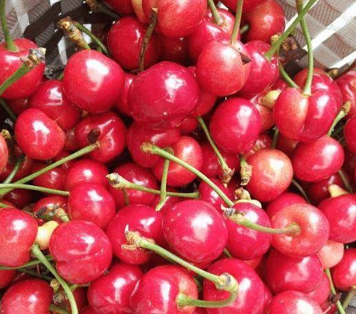 原创车厘子和樱桃还有人分不清知道这几点太好区分了