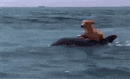 fa55d0ad06774590812e193313a3eeb9.gif
