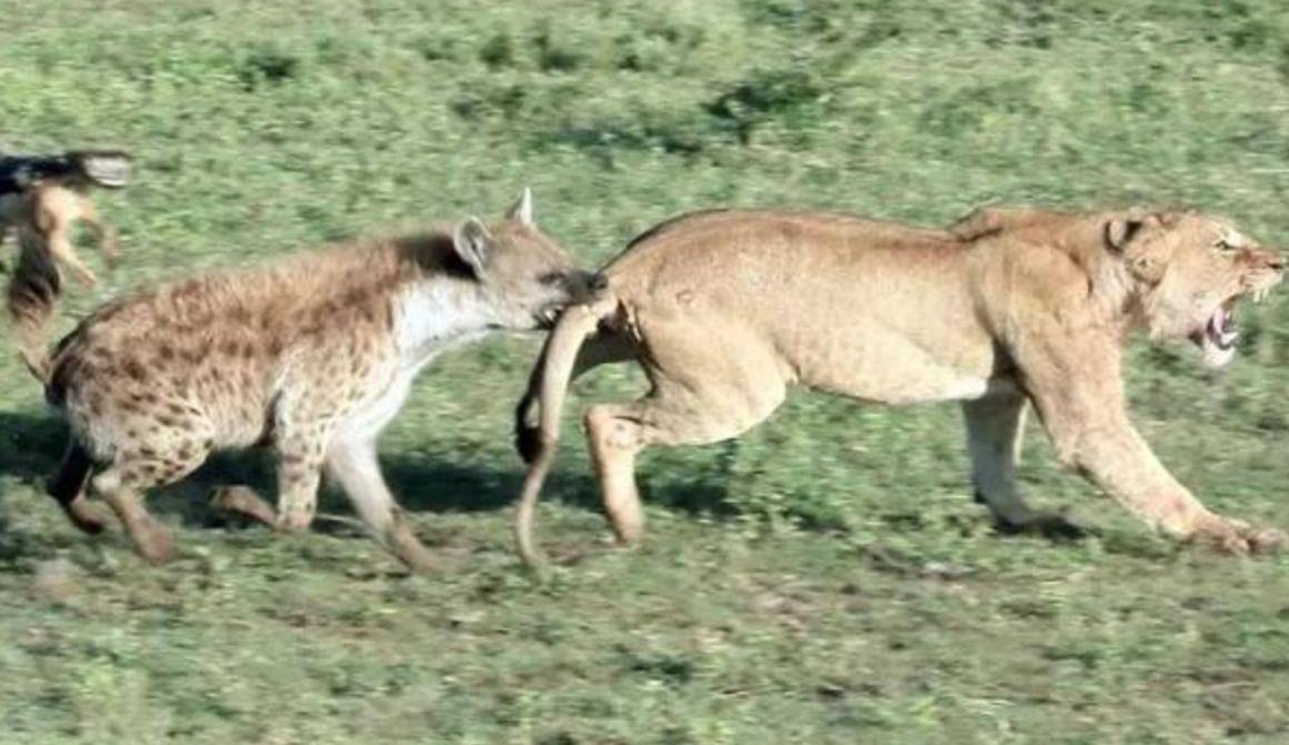 原创奇闻非洲草原二哥鬣狗为何对掏肛情有独钟一切都是为了生存