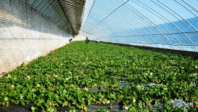 春季大棚草莓管理要点