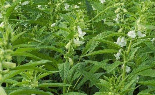 什么时候种芝麻好呢 33ed912ed24d4d5e8d8f296c21788772.jpeg