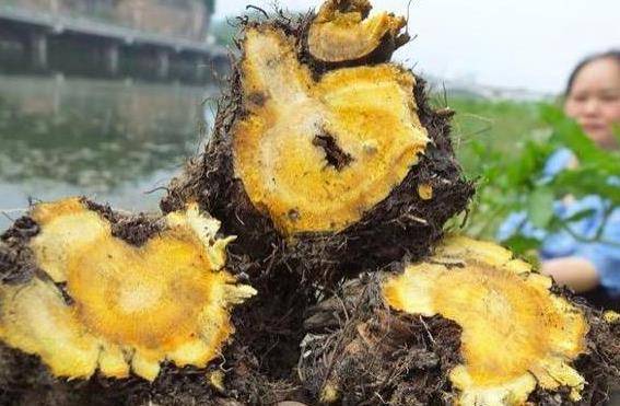 农村一种"萝卜根"切开是黄金色,功效极高,俗称"金不换"