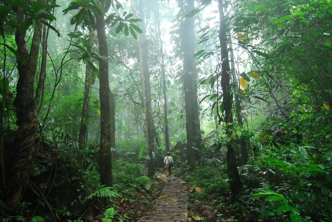 中国热带雨林探源:望天树凭什么成为热带雨林的标志物种?
