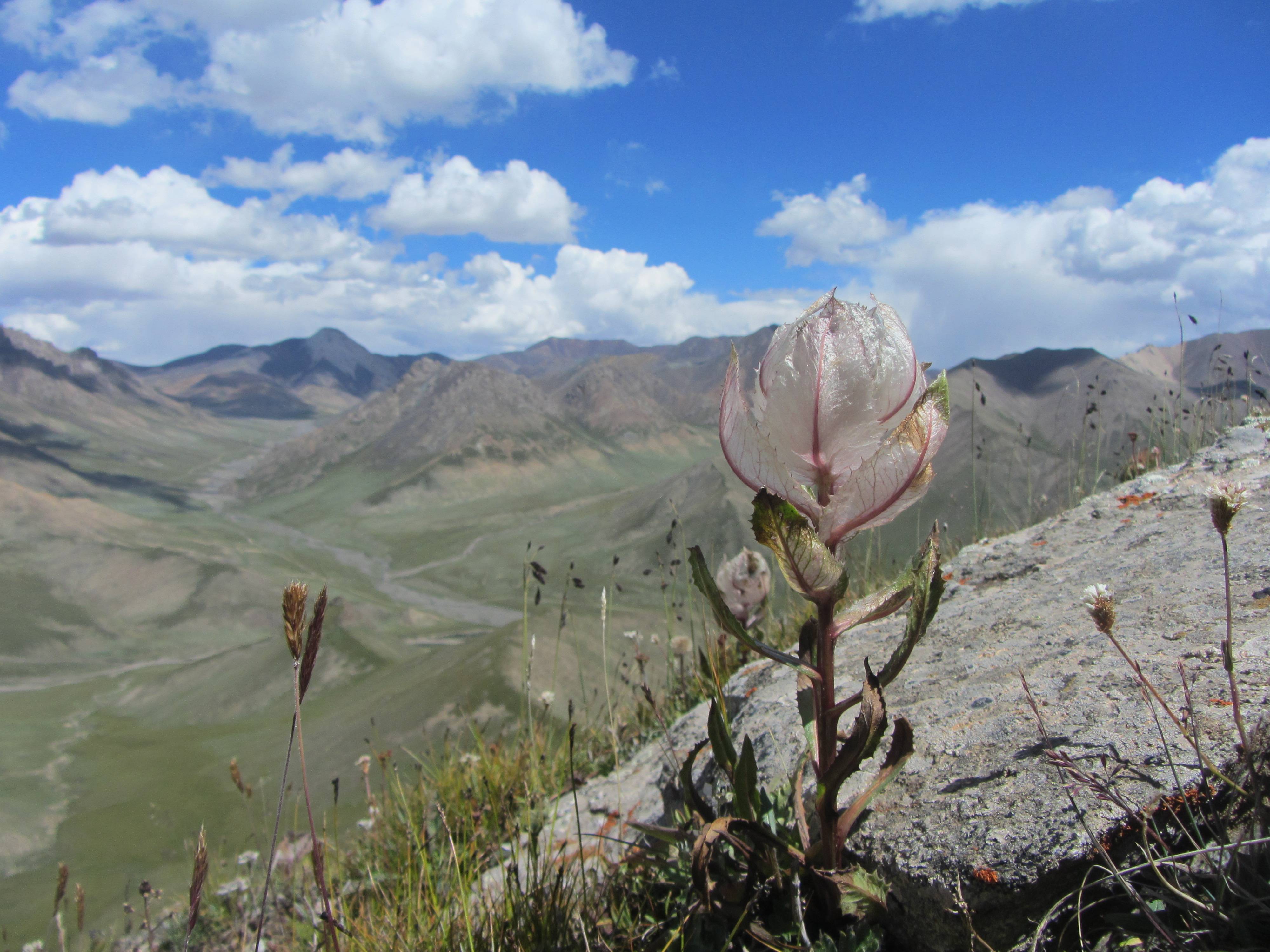 探秘藏药绽放在青藏高原的雪莲花