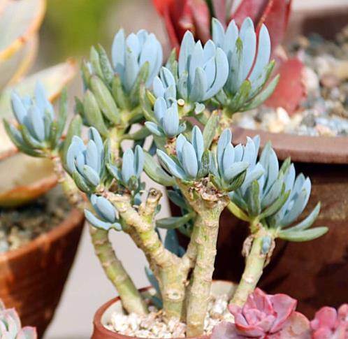 韵味十足的多肉蓝松蓝色调满满高级感皮实好养长成群生老桩