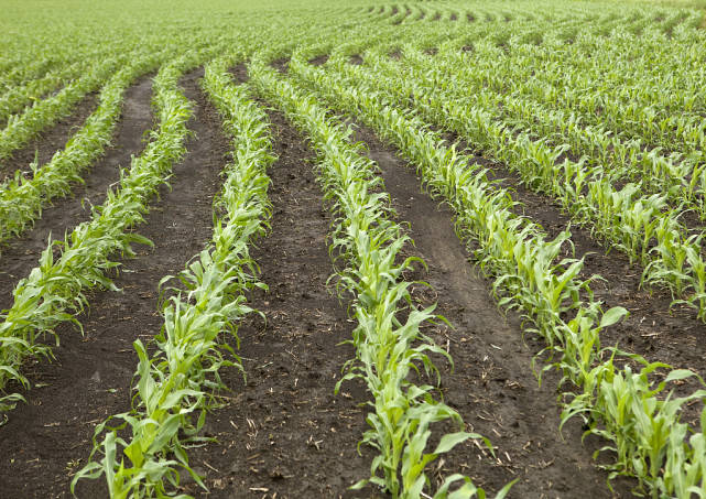 玉米苗期怎么种能高产高收玉米增产套餐什么时候用用几遍