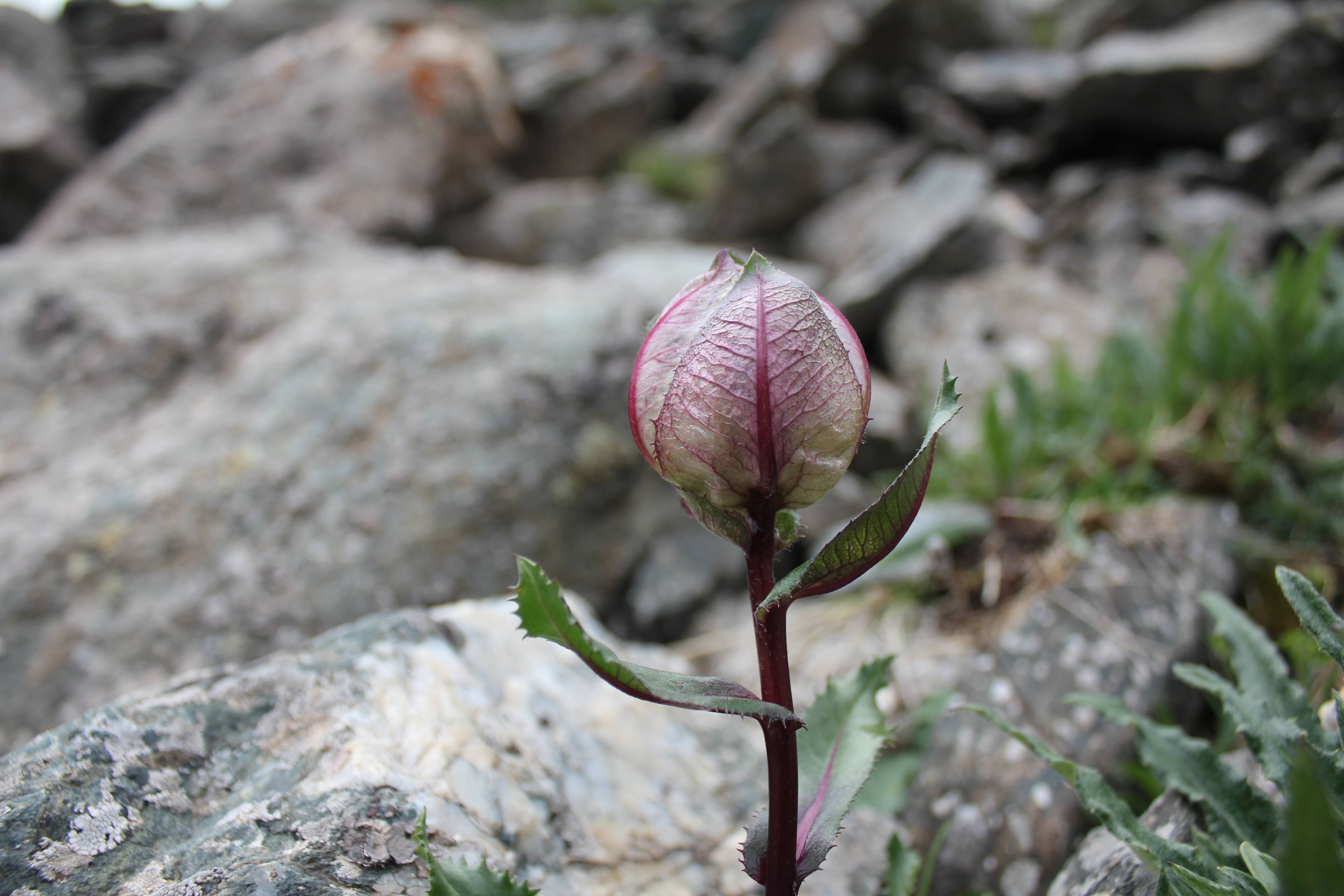 探秘藏药绽放在青藏高原的雪莲花