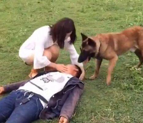 主人遛彎時暈倒了，馬犬狗狗立刻跑去向路人求救，超感動！ 萌趣萌寵 第4张