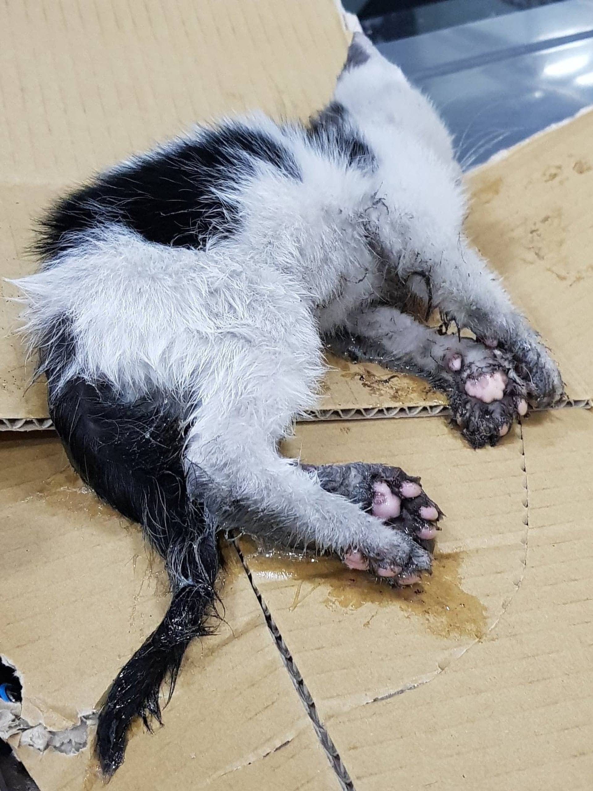 小猫被老鼠粘黏住,几日没人发现,女子救起直呼捡到宝了!