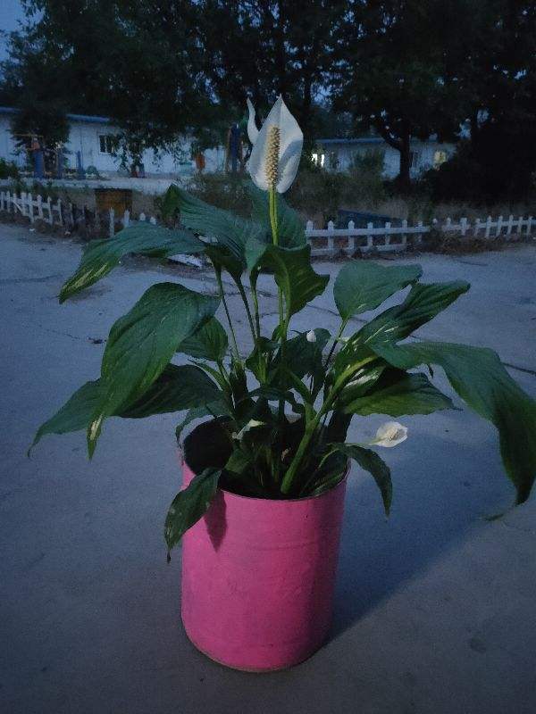 鸡皮疙瘩盆栽(鸡皮疙瘩是什么)