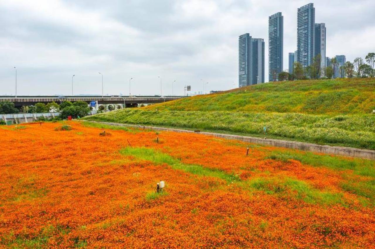 戴家湖公園;洪山區歡樂大道沿線閒置空地;武漢經濟開發區(漢南區)