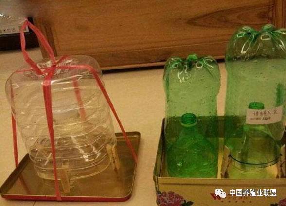 养殖场苍蝇多不用怕1分钟学会自制扑蝇器