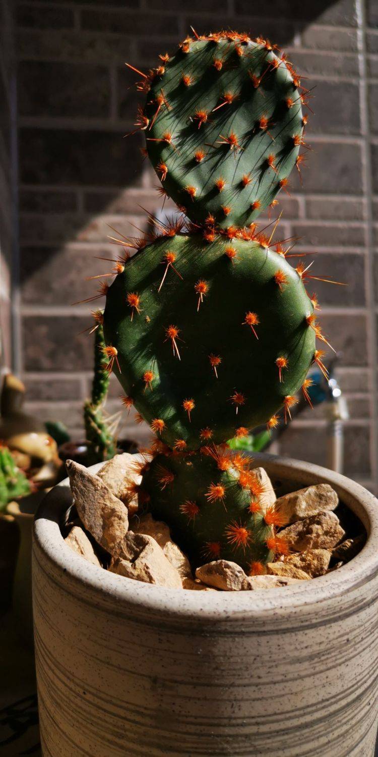 原创日扎手的仙人掌身上长满硬刺这些刺有大作用